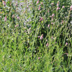 Sanguisorba officinalis 'Pink Tanna' Blodtopp
