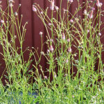 Sanguisorba officinalis 'Pink Tanna' Blodtopp