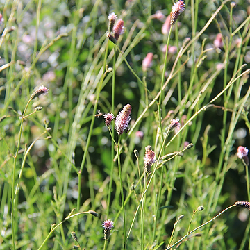 Sanguisorba officinalis 'Pink Tanna' Blodtopp