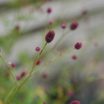 Sanguisorba officinalis 'Tanna' Blodtopp
