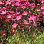 Saxifraga Arendsii-Gr. 'Peter Pan' Rosenbräcka