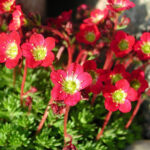 Saxifraga Arendsii-Gr. 'Peter Pan' Rosenbräcka