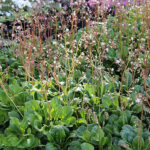 Saxifraga umbrosa 'Clarence Elliott' Skuggbräcka