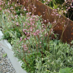 Saxifraga umbrosa 'Clarence Elliott' Skuggbräcka