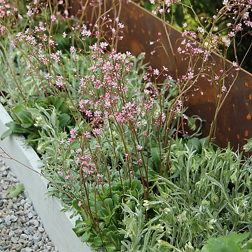Saxifraga umbrosa 'Clarence Elliott' Skuggbräcka