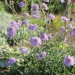 Scabiosa 'Butterfly Blue' Fältvädd