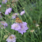Scabiosa 'Butterfly Blue' Fältvädd