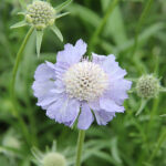 Scabiosa caucasica 'Perfecta' Höstvädd