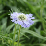 Scabiosa caucasica 'Perfecta' Höstvädd