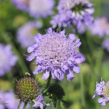 Scabiosa columbaria 'Nana' Fältvädd