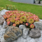 Sempervivum mix Taklök