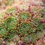 Sempervivum mix Taklök
