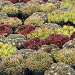 Sempervivum mix Taklök