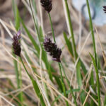 Sesleria heufleriana Vårälväxing