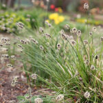 Sesleria heufleriana Vårälväxing