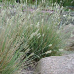 Sesleria nitida Glansälväxing