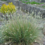 Sesleria nitida Glansälväxing