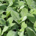 Stachys byzantina 'Big Ears' Lammöron