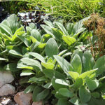 Stachys byzantina 'Big Ears' Lammöron