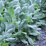 Stachys byzantina 'Silver Carpet' Lammöron