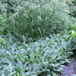 Stachys byzantina 'Silver Carpet' Lammöron
