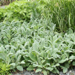 Stachys byzantina 'Silver Carpet' Lammöron