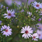 Symphyotrichum 'Little Carlow' Hjärtaster