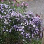 Symphyotrichum 'Little Carlow' Hjärtaster