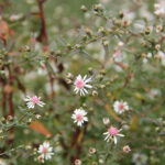 Symphyotrichum lateriflorum 'Lady in Black' Grenaster