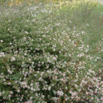 Symphyotrichum lateriflorum 'Lady in Black' Grenaster