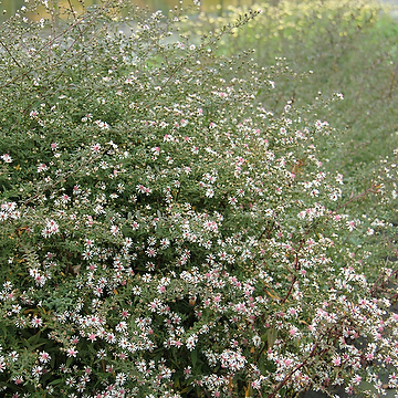 Symphyotrichum lateriflorum 'Lady in Black' Grenaster