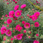 Symphyotrichum novae-angliae 'Andenken an Alma Pötschke' Luktaster