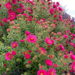 Symphyotrichum novae-angliae 'Andenken an Alma Pötschke' Luktaster