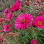 Symphyotrichum novae-angliae 'Andenken an Alma Pötschke' Luktaster