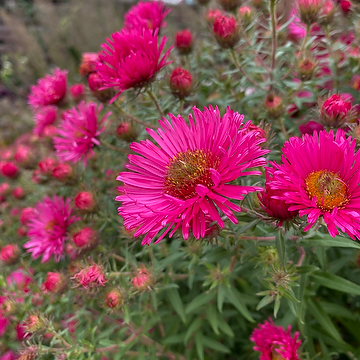 Symphyotrichum novae-angliae 'Andenken an Alma Pötschke' Luktaster