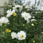 Symphyotrichum novi-belgii 'Frövi' GK Höstaster