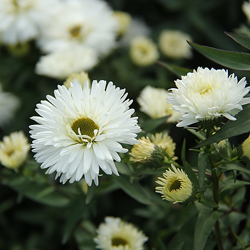 Symphyotrichum novi-belgii 'Frövi' GK Höstaster