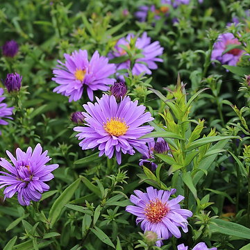 Symphyotrichum novi-belgii Oktoberaster-Gr. 'Early Blue' Oktoberaster