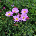 Symphyotrichum novi-belgii Oktoberaster-Gr. 'Herbstgruss vom Bresserhof' Oktoberaster