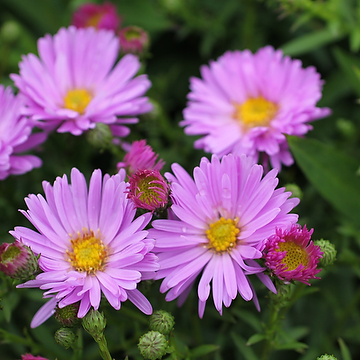 Symphyotrichum novi-belgii Oktoberaster-Gr. 'Herbstgruss vom Bresserhof' Oktoberaster