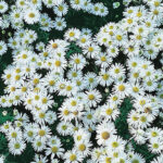 Symphyotrichum novi-belgii Oktoberaster-Gr. 'Kristina' Oktoberaster