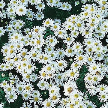 Symphyotrichum novi-belgii Oktoberaster-Gr. 'Kristina' Oktoberaster