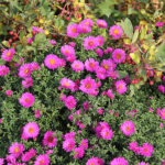 Symphyotrichum novi-belgii Oktoberaster-Gr. 'Starlight' Oktoberaster