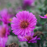Symphyotrichum novi-belgii Oktoberaster-Gr. 'Starlight' Oktoberaster