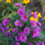 Symphyotrichum novi-belgii Oktoberaster-Gr. 'Starlight' Oktoberaster