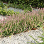 Teucrium lucidrys Trädgårdsgamander