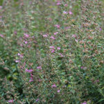 Teucrium lucidrys Trädgårdsgamander