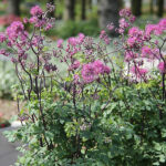 Thalictrum aquilegiifolium LITTLE PINKIE 'Hg2019' 2L Aklejruta