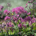 Thalictrum aquilegiifolium LITTLE PINKIE 'Hg2019' 2L Aklejruta