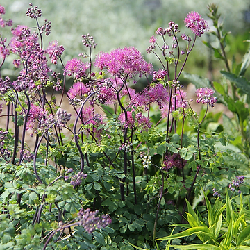 Thalictrum aquilegiifolium LITTLE PINKIE 'Hg2019' 2L Aklejruta